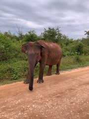 Fototapeta na wymiar elefants in sri-lanka