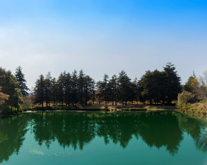 Obraz premium lake in the forest