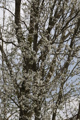 Reneclaude, blühend