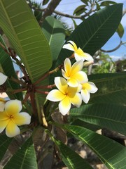 Obraz premium tropical flowers in the garden