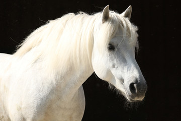 Pferd, Portrait