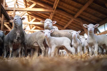 Fotobehang Groep schapen en lam huisdieren in houten schuur op de boerderij. Schapen familie. © littlewolf1989