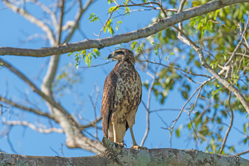 Immature Great Black Hawk in the Pantanal