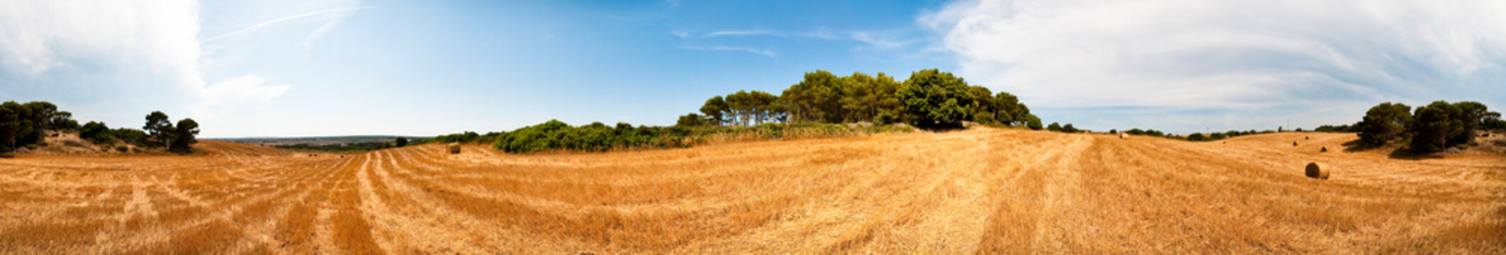 Harvest fields