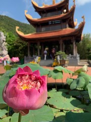 pink lotus flower in temple