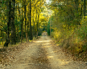 Obraz premium road in forest
