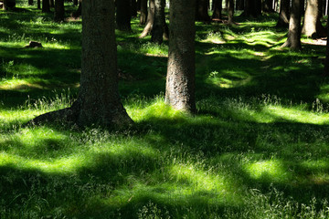 sparse forest, where the grass-covered ground is covered with sun spots