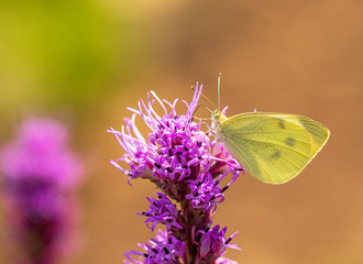 White sulphur butterfly pollinating a lavender plant. 