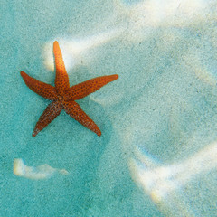 Fototapeta na wymiar red sea star close up on sandy seabed, underwater scene