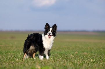 Naklejka na ściany i meble border collie dog walk through the green fields sunny day