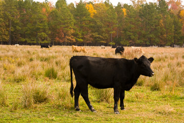 Cow