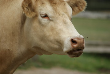 Cow