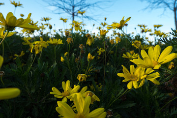 Euryops pectinatus