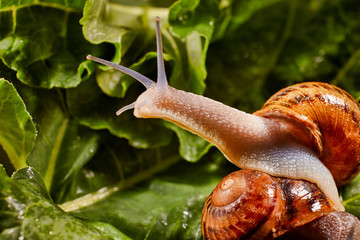 Snail Muller gliding on the wet leaves. Large white mollusk snails with brown striped shell, crawling on vegetables. Helix pomatia, Burgundy, Roman, escargot. Caviar. Kisses of snails in greens.