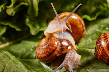 Snail Muller gliding on the wet leaves. Large white mollusk snails with brown striped shell,...