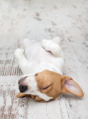 Puppy sitting on floor.  Jack russell terrier. Small adorable doggy with funny fur stains.
