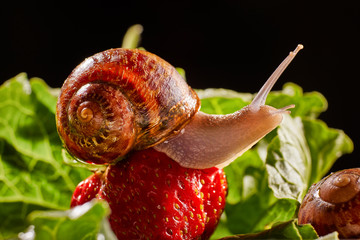 Snail Muller gliding on the wet leaves. Large white mollusk snails with brown striped shell, crawling on vegetables. Helix pomatia, Burgundy, Roman, escargot. Caviar. Kisses of snails in strawberries.