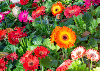 Top view of many red and orange gerbera in the garden