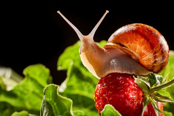 Snail Muller gliding on the wet leaves. Large white mollusk snails with brown striped shell,...