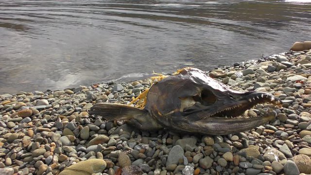Skeleton of salmon on the river bank. Remains of prey Kamchatka bear.