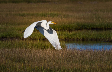 Fototapeta premium Majestic flight over the New Jersey marsh land