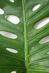 wet tropical leaf monstera closeup