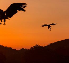 Vultures in the Sierra de San Pedro, Cáceres, Extremadura, Spain, Europe