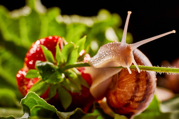 Snail Muller gliding on the wet leaves. Large white mollusk snails with brown striped shell, crawling on vegetables. Helix pomatia, Burgundy, Roman, escargot. Caviar. Kisses of snails in strawberries.