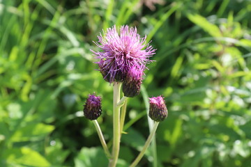 thistle blooming in the sunshine park