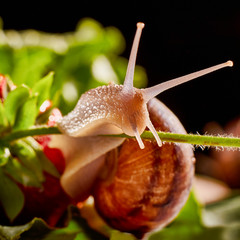 Snail Muller gliding on the wet leaves. Large white mollusk snails with brown striped shell, crawling on vegetables. Helix pomatia, Burgundy, Roman, escargot. Caviar. Kisses of snails in strawberries.