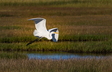 White egret soaring over wetlands