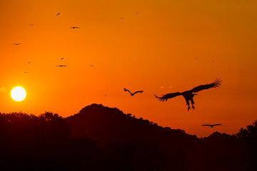 Fototapeta na wymiar Vultures in the Sierra de San Pedro, Cáceres, Extremadura, Spain, Europe