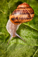Snail Muller gliding on the wet leaves. Large white mollusk snails with brown striped shell, crawling on vegetables. Helix pomatia, Burgundy, Roman, escargot. Caviar. Kisses of snails in greens.