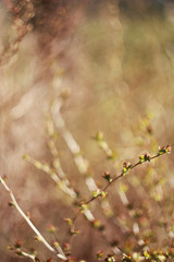 soft evening in a sunny blooming garden