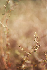 Spring flowering in sunshine garden