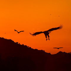 Vultures in the Sierra de San Pedro, Cáceres, Extremadura, Spain, Europe