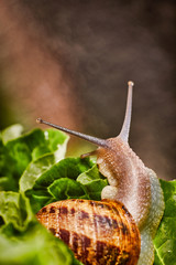Snail Muller gliding on the wet leaves. Large white mollusk snails with brown striped shell, crawling on vegetables. Helix pomatia, Burgundy, Roman, escargot. Caviar. Kisses of snails in greens.