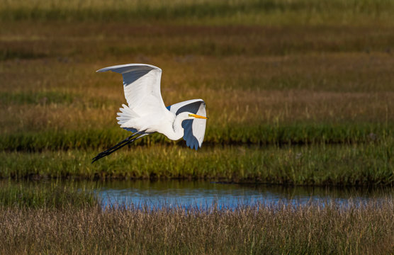 White egret soaring over wetlands - Powered by Adobe