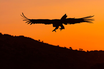 Black vulture, monk vulture, or Eurasian black vulture (Aegypius monachus), Vultures in the Sierra...