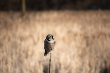 A Northern Hawk Owl Perched In Ontario.