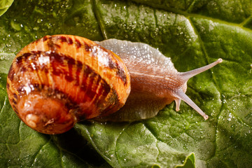Snail Muller gliding on the wet leaves. Large white mollusk snails with brown striped shell, crawling on vegetables. Helix pomatia, Burgundy, Roman, escargot. Caviar. Kisses of snails in greens.