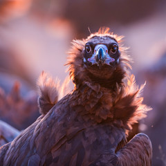Black vulture, monk vulture, or Eurasian black vulture (Aegypius monachus), Vultures in the Sierra de San Pedro, Cáceres, Extremadura, Spain, Europe