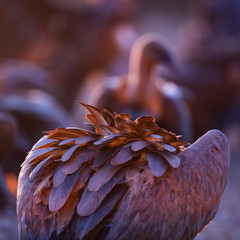 Griffon vulture - BUITRE LEONADO, (Gyps fulvus), Vultures in the Sierra de San Pedro, Cáceres,...