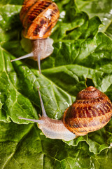 Snail Muller gliding on the wet leaves. Large white mollusk snails with brown striped shell, crawling on vegetables. Helix pomatia, Burgundy, Roman, escargot. Caviar. Kisses of snails in greens.