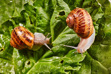 Snail Muller gliding on the wet leaves. Large white mollusk snails with brown striped shell, crawling on vegetables. Helix pomatia, Burgundy, Roman, escargot. Caviar. Kisses of snails in greens.