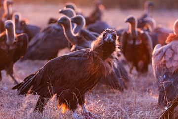 Black vulture, monk vulture, or Eurasian black vulture (Aegypius monachus), Vultures in the Sierra de San Pedro, Cáceres, Extremadura, Spain, Europe