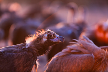 Fototapeta premium Black vulture, monk vulture, or Eurasian black vulture (Aegypius monachus), Vultures in the Sierra de San Pedro, Cáceres, Extremadura, Spain, Europe