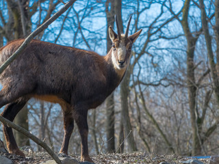 Alpine chamois in the winter forest in Hungary