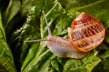 Snail Muller gliding on the wet leaves. Large white mollusk snails with brown striped shell, crawling on vegetables. Helix pomatia, Burgundy, Roman, escargot. Caviar. Kisses of snails in greens.