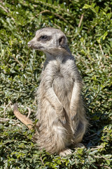 Meerkat standing on a bush and carefully guarding